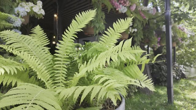 A lush green ostrich fern grows in a pot outdoors. Decorative flower arrangements hang in the background of the terrace.