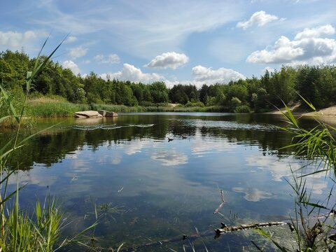 Wild ducks swimming in a calm forest lake with clouds reflecting in the water