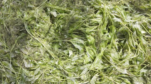 A large pile of wet green pondweed lies on the ground after being cleared from a water body. Wet textures and tangled stems dominate the view.