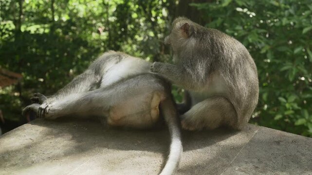 Cute calm monkeys are looking for fleas in the forest, green trees as background. Animal, wildlife and nature concept. 4K horizontal footage