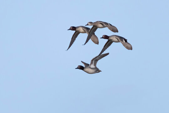 Common teal is small colorful water bird	