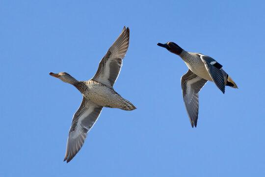 Common teal is small colorful water bird	