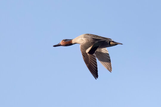 Common teal is small colorful water bird	