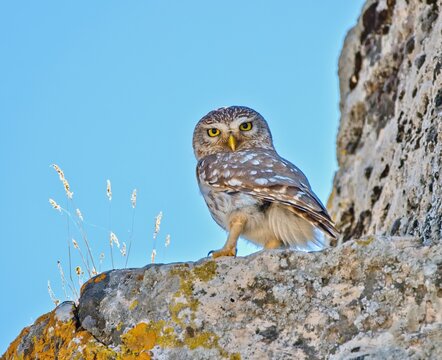 Little Owl pearching on the rock. Athene Noctua