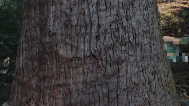 Vertical pan-up shot along textured bark of  sacred Japanese cedar tree (sugi) tied with traditional shimenawa rope. Camera tilts up to reveal grand canopy of ancient tree in serene shrine forest.
