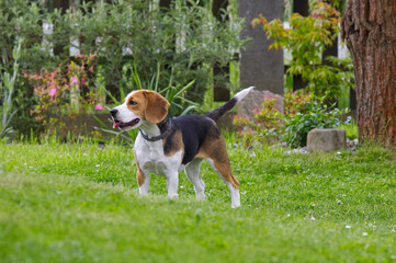 Beautiful beagle dog standing proudly on green grass in the garden. Purebred hound side profile portrait. © TomKorcak