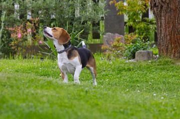 Beautiful beagle dog standing proudly on green grass in the garden. Purebred hound side profile portrait. © TomKorcak