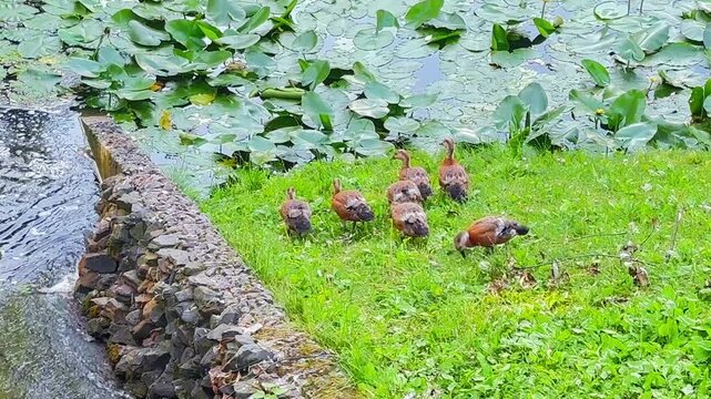 Ruddy shelduck offspring grazing on grass beside pond drainage channel and lily pads in park