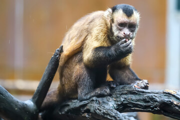 Naklejka premium Tufted Capuchin Monkey Eating Worms on Tree Branch in Zoo Habitat