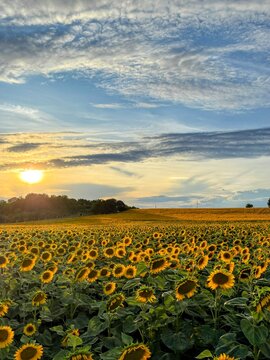 Sunflower field at sunset in Ivankovo, Croatia