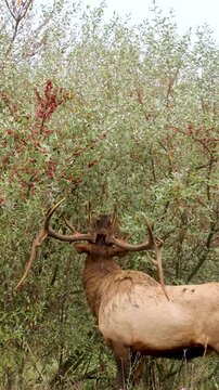 Gorgeous Huge Elk Bull Eating Invasive Autumn Olive During the Rut 