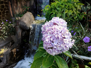 close up beautiful hydrangea flowers in full bloom 
