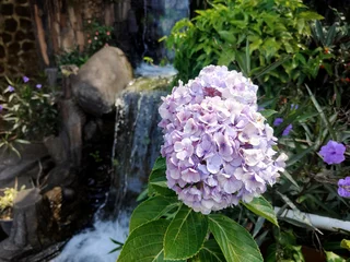 Fototapete Hortensie close up beautiful hydrangea flowers in full bloom   © redranger