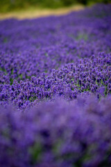 Endless field of purple lavender in soft focus on a summer day © Dmitrii KCCC