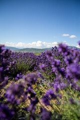 Obraz premium Rows of blooming lavender with mountains and clouds on the horizon