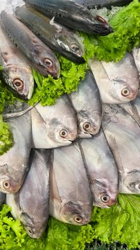 Fresh white pomfret are neatly arranged alongside other saltwater fish.