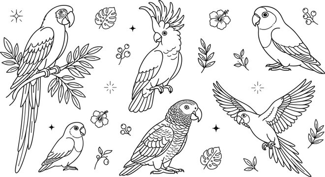 Hand drawn parrot vector illustration set with tropical birds macaws cockatoos and leaves line art icons,