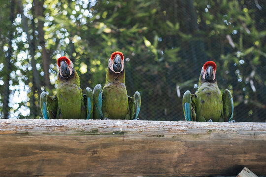 Guacamaya 1