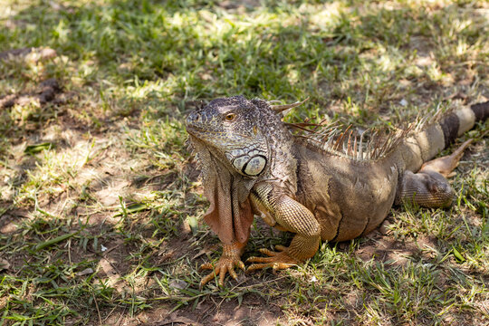 Iguana