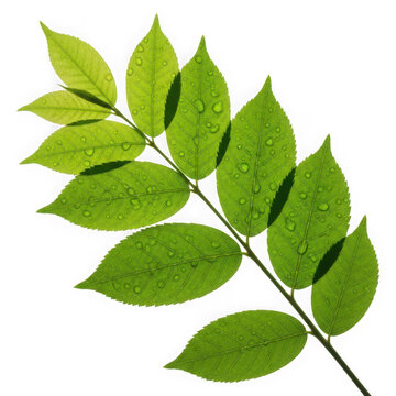 green leaves with water droplets on a branch