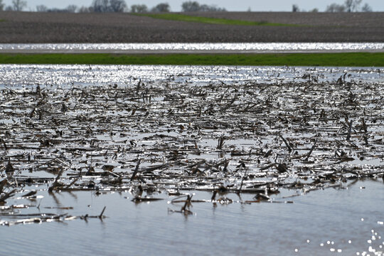 Corn Stalks Floating on Flooded Field