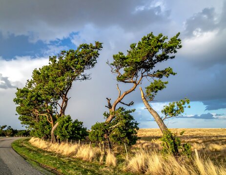 Windblown Trees Roadside.