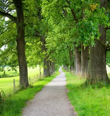 alley with green old linden trees, near Ebersberg, bavarian landscape © SusaZoom