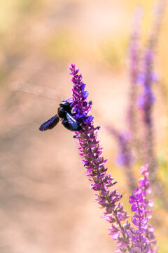 Black carpenter bee with iridescent blue wings on a salvia flower spike