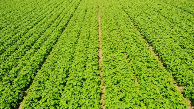 Rows of Potato plants fields in farmland countryside 