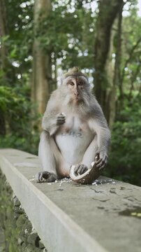Cute monkey is eating coconut meat or flesh in the forest. 4K vertical footage. Animal, Nature or wildlife concept