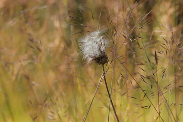 fiore di dente di leone al tramonto © Simona