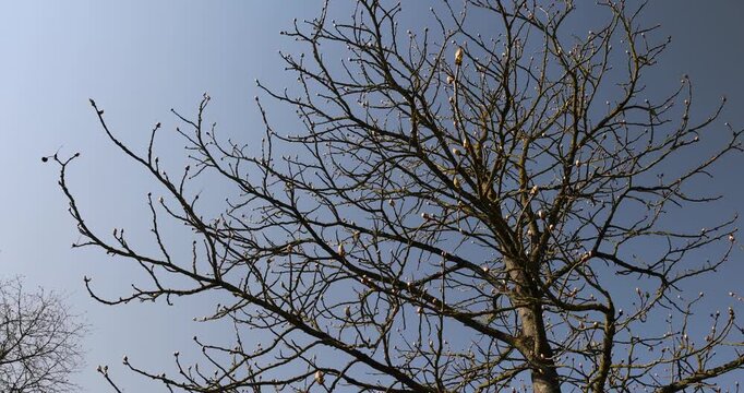 bare deciduous trees in the spring season, warm spring weather in the park with different types of trees with dead foliage on these trees