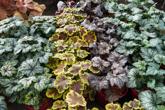 Potted coral bells plants display variegated leaves in garden nursery. Easy care plants, beginner friendly houseplants, resilient greenery options