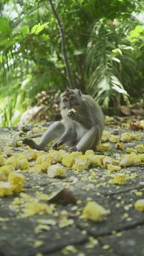 Cute calm monkeys are enjoying eat corns in the forest. Natural setting. 4K vertical footage. Animal, wildlife and nature concept