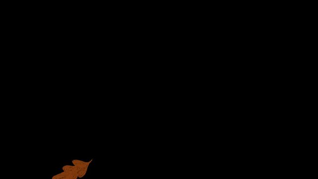 A single autumn leaf gently falling in a seamless 10-second loop. Smooth natural motion suitable for seasonal projects, backgrounds, presentations, social media, and video editing