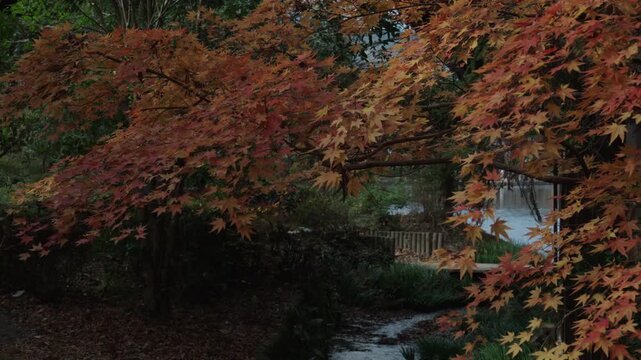 Colorful Japanese maple (momiji) leaves in vivid shades of red, orange sway beautifully in autumn breeze. The peak of autumn color in a traditional Japanese garden with a tranquil pond.