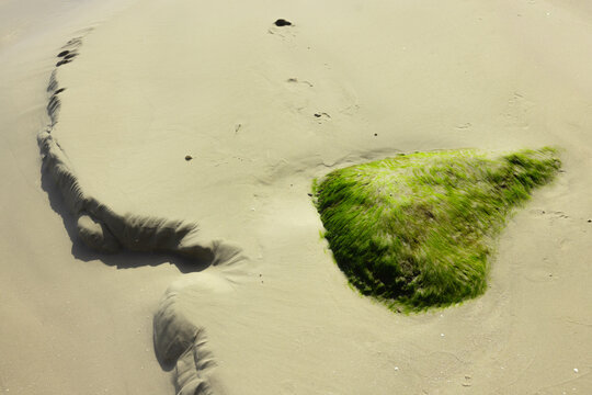 Mossy Rock at Low Tide