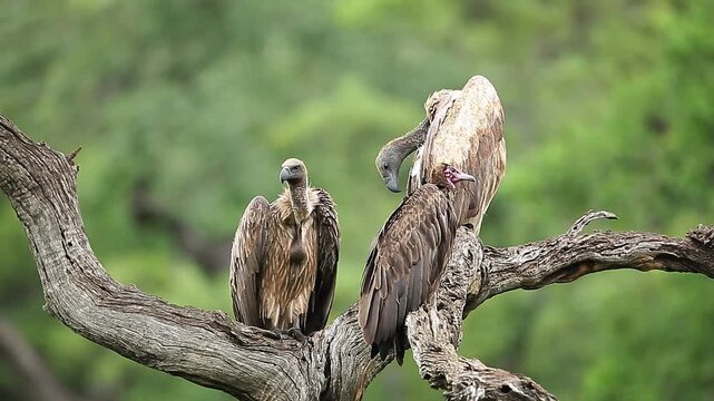 Hooded vulture and  White backed Vulture grooming on a log in Greater Kruger National park, South Africa ; Specie Necrosyrtes monachus and Gyps africanus family of Accipitridae