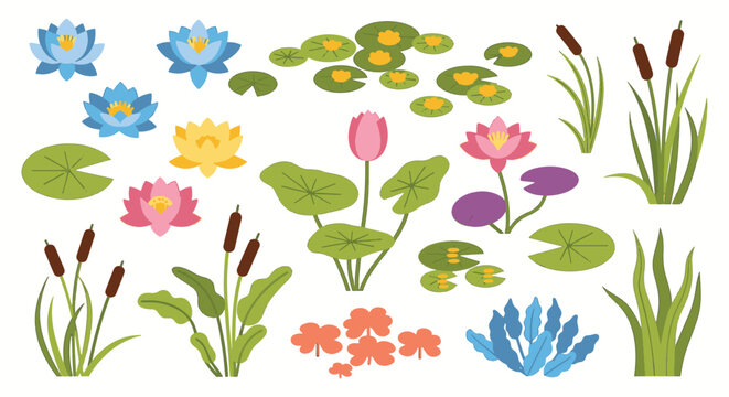 Vector illustration collection of colorful aquatic plants, including various water lilies, lotus flowers, green lily pads, and cattail reeds isolated on a white background.
