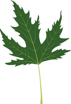 Leaf on a white background. Acer saccharum. 