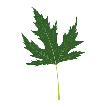 Acer saccharum. Sugar maple. Leaf on a white background.