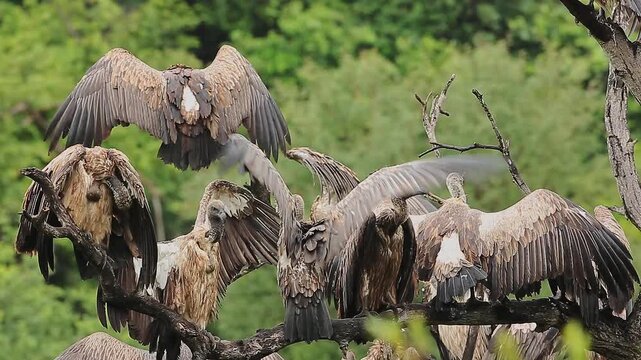 Small group of White backed Vulture grooming and spreading wings in Greater Kruger National park, South Africa ; Specie Gyps africanus family of Accipitridae