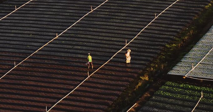 4K aerial drone footage of farmers sowing crops in cultivated fields at sunset, highlighting sustainable agriculture, teamwork and rural production.