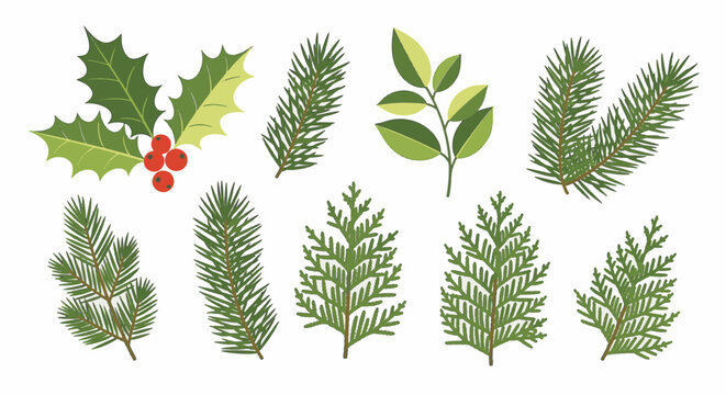 Set of evergreen foliage vector illustrations including holly with red berries, pine needles, fir branches, and cedar sprigs isolated on white for winter holiday design.