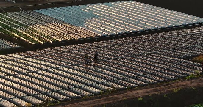 4K aerial drone footage of farmers sowing crops in cultivated fields at sunset, highlighting sustainable agriculture, teamwork and rural production.
