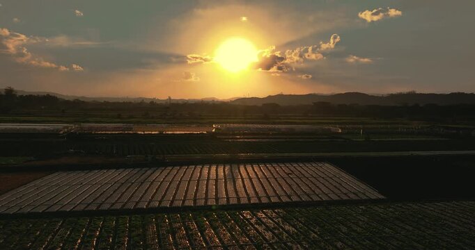 4K aerial drone footage of agricultural fields at golden sunset with cultivated farmland, irrigation rows and rural landscape under dramatic sky.