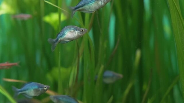 school of turquoise rainbowfish swims in aquarium with green plants. rare rainbowfish from lake kutubu is endemic species. beautiful rainbowfish attracts aquarium hobbyists and breeders