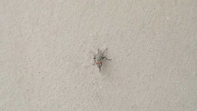 Fly on the wall is repeatedly rubbing its front legs together, Housefly, parasite, Musca domestica, Parasitology, entomology, bugs, wildlife, wild nature