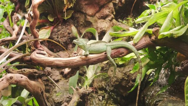 green lizard rests on branch in lush terrarium with foliage. exotic lizard requires specific herpetology knowledge for care. beautiful lizard makes unique pet for reptile lover