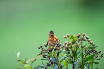 Fototapeta premium Tyrian metaltail (Metallura tyrianthina) perched in a bush in the Antisana Ecological Reserve, Ecuador